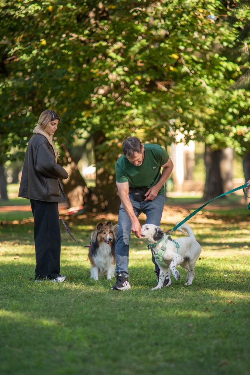 Educación para Cachorros